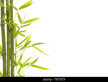 Bamboo leaves and branches on a white background with space for copy Stock Photo