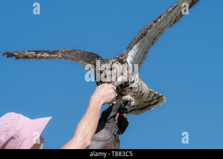 A Cape Eagle Owl taking food from its handler. Stock Photo