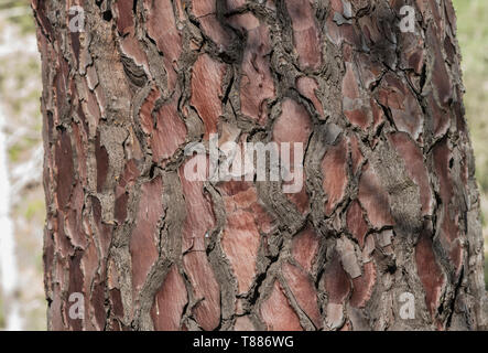 Bark of a Corsican Pine (Pinus nigra laricio) Stock Photo