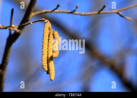 blossom of hazelnut tree against the blue sky Stock Photo