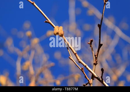 blossom of hazelnut tree against the blue sky Stock Photo