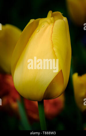 Yellow Tulip Bud in Keukenhof Gardens, Netherlands Stock Photo