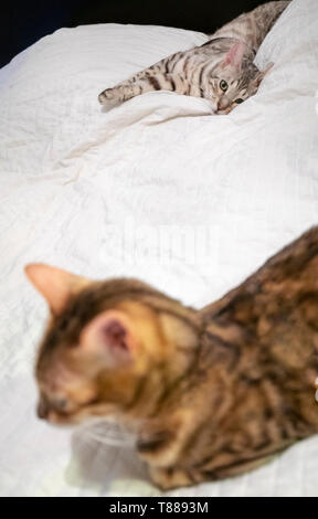 Young male Bengal cat lying on bed looking admiringly at older female Bengal cat sleeping Stock Photo
