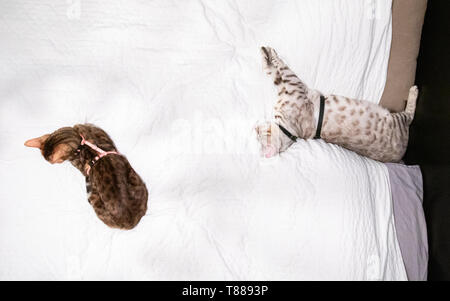 High up from above view of male and female Bengal cats, both wearing harnessess, lying on bed resting or sleeping Stock Photo