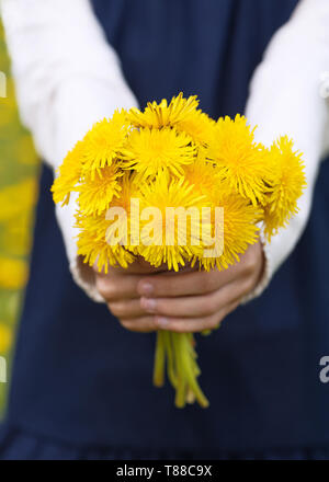 Girl's hands holding a bouquet of bright yellow dandelions. Stock Photo