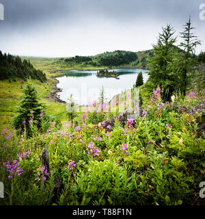 Looking back towards Rock Isle Lake through the wild alpine flowers at Sunshine meadows Canada Stock Photo