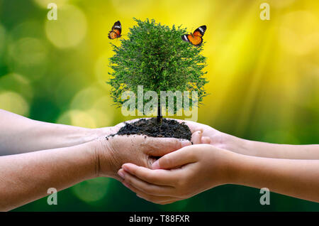 environment Earth Day In the hands of trees growing seedlings. Bokeh green Background Female hand holding tree on nature field grass Forest conservati Stock Photo