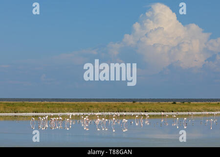 Greater flamingos (Phoenicopterus roseus) foraging in shallow water, Etosha National Park, Namibia Stock Photo