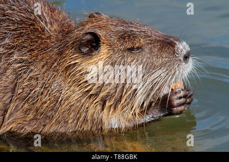 Nutria or coipo (Myocastor coypus) feeding in natural habitat, South America Stock Photo