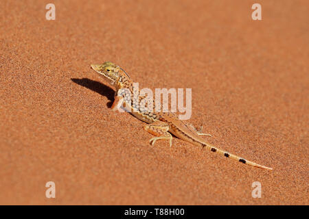 A shovel-snouted lizard (Meroles anchietae) on a sand dune, Namib desert, Namibia Stock Photo