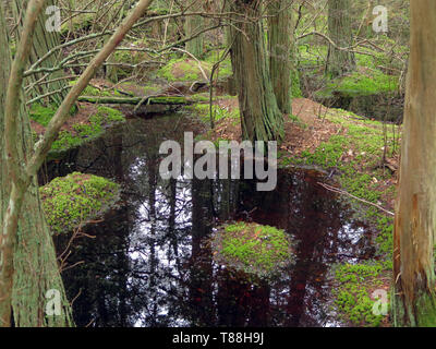 USA, Massachusetts, Cape Cod, New England, Wellfleet, Marconi Station Site, Atlantic White Cedar Swamp Trail, walks, hikes, hiking, trails, Stock Photo