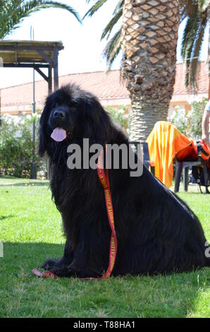 A black Lifeguard dog Stock Photo