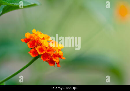 West Indian Lantana Camara Flower Stock Photo