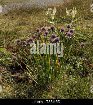 Allium schoenoprasum; wild chives growing on the meadows of the Pizol, Swisd Alps Stock Photo