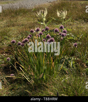 Allium schoenoprasum; wild chives growing on the meadows of the Pizol, Swisd Alps Stock Photo