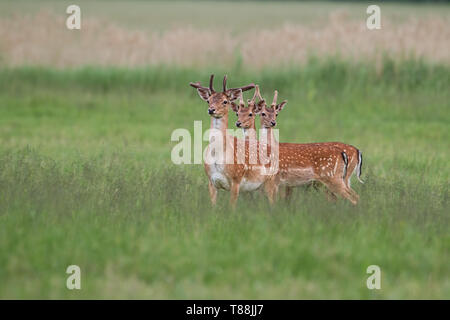Three fallow deer, dama dama, stags in summer with growing antlers covered in velvet. Herd of male wild animals standing on a green fresh looking mead Stock Photo