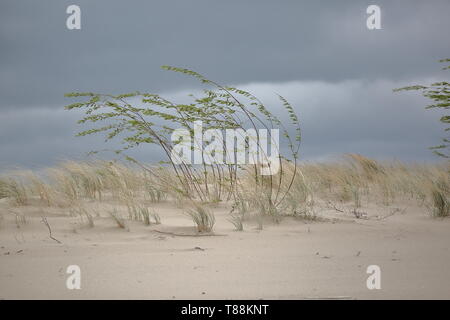 rare dry grass on wind on sandy dune, Polish Baltic seaside, against cloudy sky Stock Photo