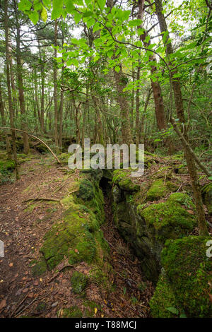 jukai is the sea of tree in japan Stock Photo