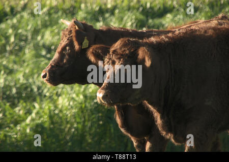 Aberdeen Angus cattle in a meadow near Rapperswil, Switzerland Stock Photo