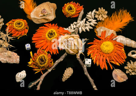 Still life with a dry rose bud on a dry branch with faded orange Gerbera flowers among shells and small stones with orange feathers and cones on a bla Stock Photo
