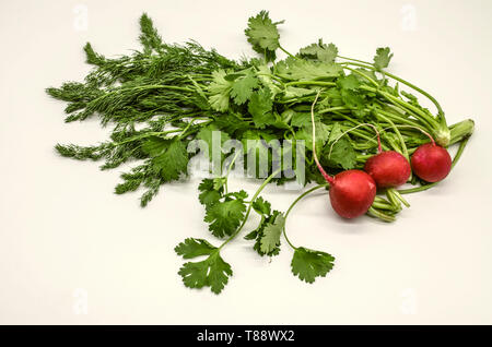 Bunch of edible green cilantro branches with dill and round red radish on white background Stock Photo