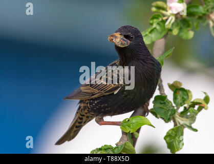 Male common starling with bug in mouth to deliver into his nest Stock Photo