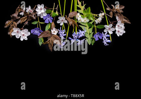 Delicate spring blooming periwinkle plants, hyacinths, blooming prunes and cherry blossoms on a black background Stock Photo