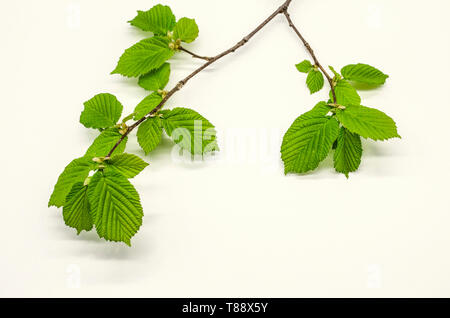 Spring branch of hazel with first light green, tender, corrugated, serrated leaves on white background Stock Photo