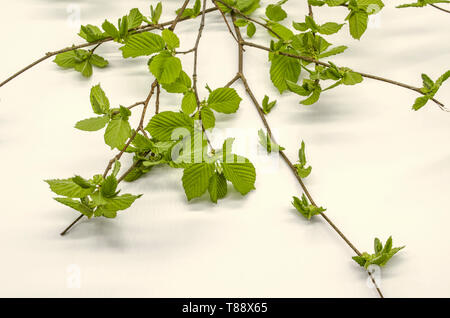 The first delicate corrugated toothed leaves on the branches of hazel collected in a bundle on a white background Stock Photo