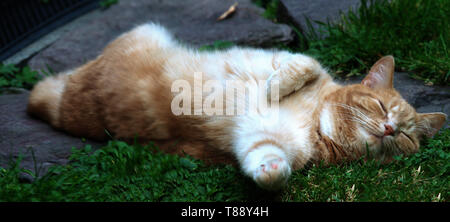 Cat yoga; ginger tom in impossible position, sleeping on lawn Stock Photo