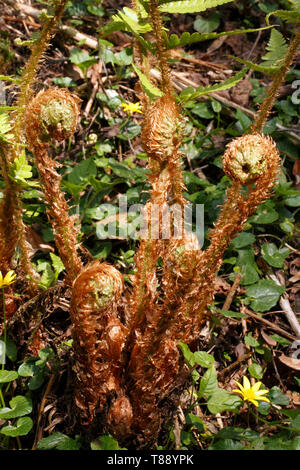 A Rough Tree Fern frond, Dicksonia squarrosa, unfurling. Natures spirals. Stock Photo