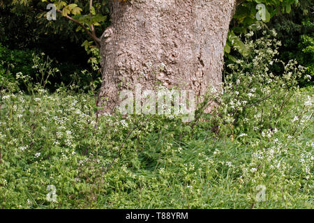 dead tree branches reaching up to a azure blue sky Stock Photo