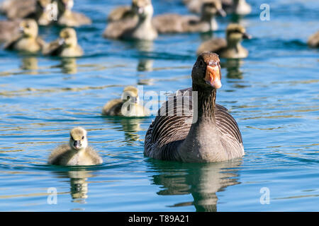 Southport, UK. 12th May, 2019. “UK Weather: Greylag Goose Shepherding Ducklings, Southport, Merseyside” A gaggle of Greylag Geese shepherd their ducklings together in the warm sunshine on the Marine Lake at Southport in Merseyside.  Some species of geese tend their young alone, some hand over their ducklings for other females to tend. Females receiving other birds' ducklings can have over one hundred ducklings in addition to their own.  The eider is the only species of duck that takes care of the young by a team of several females. Credit: Cernan Elias/Alamy Live News Stock Photo