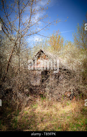 Abandoned little house overgrown with blooming trees an bush in Belarus Chernobyl exclusion zone, recently opened for the public from april 2019. Stock Photo