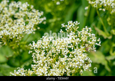 Abstract blurred background, macro flower abstract composition. Soft focus macro shot of little flower. Stock Photo