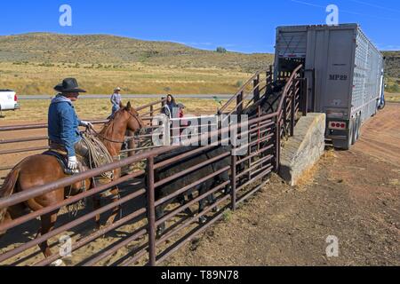 United States, Montana, Belfry, cowboys sorting out cows to be sent out to feeding ranches in Nebraska Stock Photo