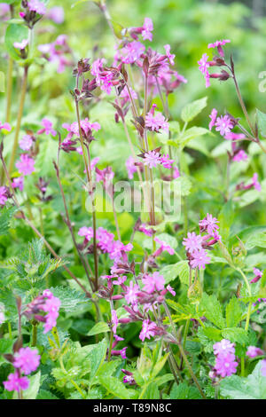 Red Campion (Silene dioica)  (syn. Melandrium rubrum), also known as red catchfly, UK Stock Photo