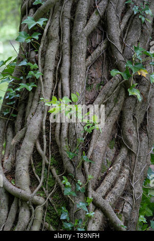 Ivy growing on a tree on a river bank, UK. Thick old stems of ivy. Stock Photo