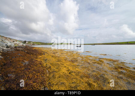 Yellow orange algae growing on rocks at Clifden Harbour in Connemara, County Galway, Ireland Stock Photo