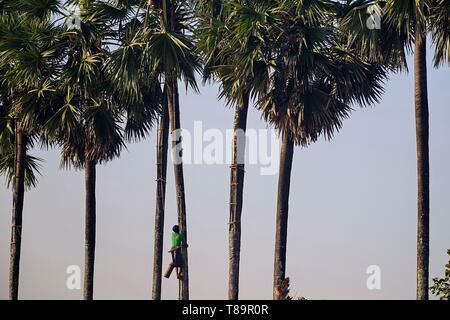 Myanmar, Burma, Karen or Kayin state, Hpa An, harvesting palm wine, sugar palm Stock Photo