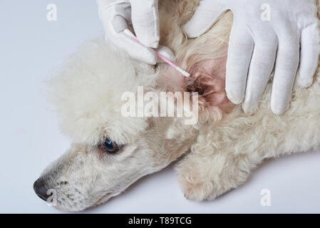 Poodle store ear cleaning