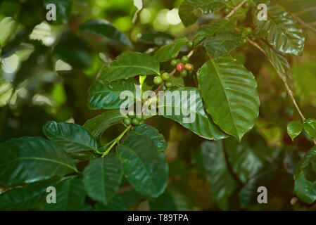 Coffee tree branch with green raw beans close up view Stock Photo