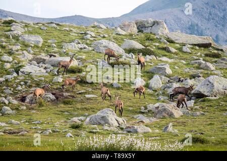 France, Alpes Maritimes, Mercantour National Park, Haute Vésubie, Madone of Fenestre valley, chamois (Rupicapra rupicapra) along the lakes of Prals (2280m) Stock Photo