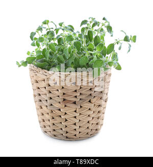 Wicker pot with oregano plant on white background Stock Photo