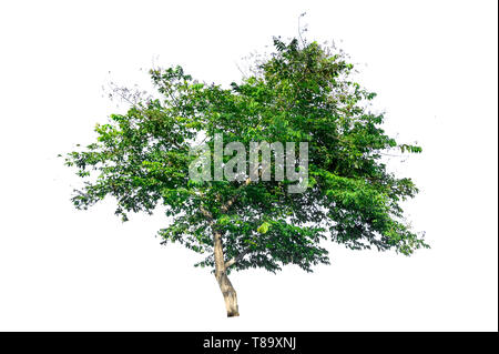 Isolated  trees on white background Stock Photo