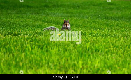 squirrel starting straight into the camera while nibbling on an acorn Stock Photo