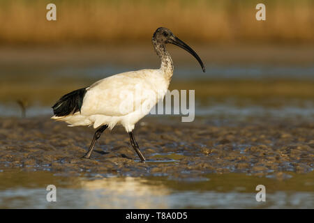 Australian Ibis  - Threskiornis moluccus black and white ibis from Australia looking for crabs during low tide. Stock Photo