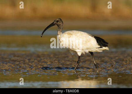 Australian Ibis  - Threskiornis moluccus black and white ibis from Australia looking for crabs during low tide. Stock Photo