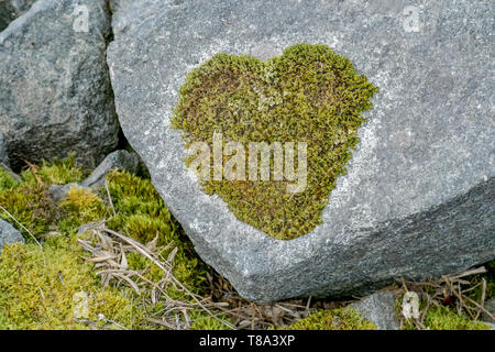 heart shaped moss Stock Photo