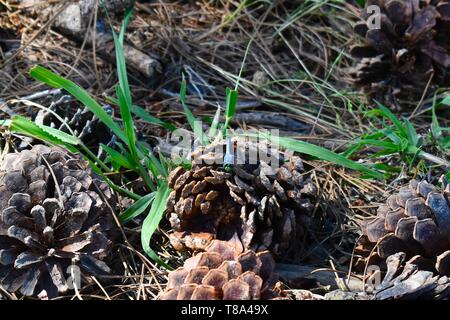A single blue dragonfly rests on a fallen pine cone on a southern forest floor. Stock Photo